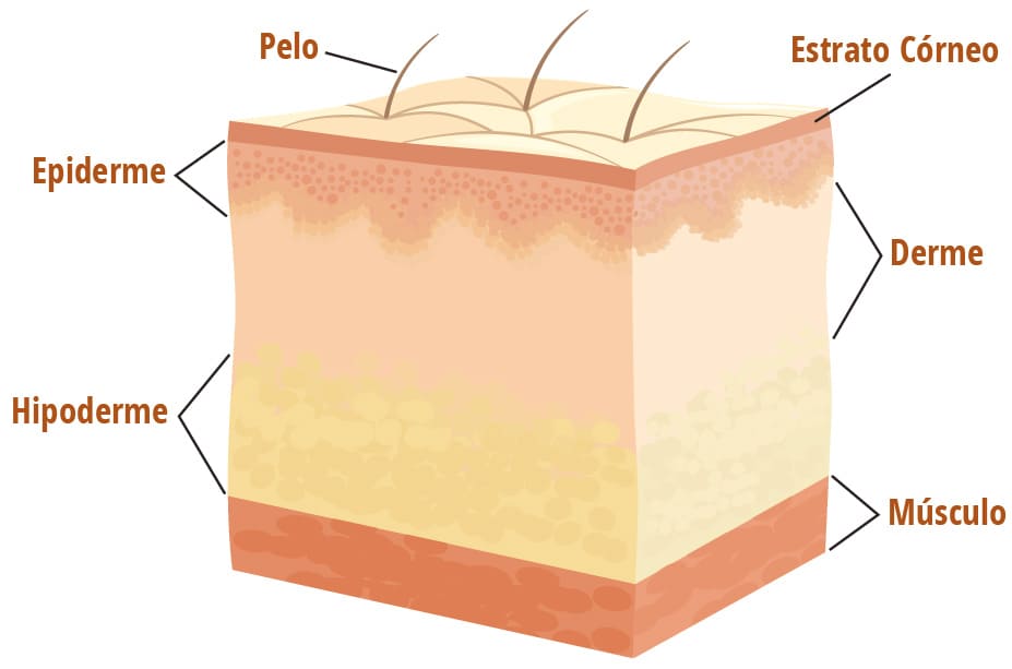 Pele normal